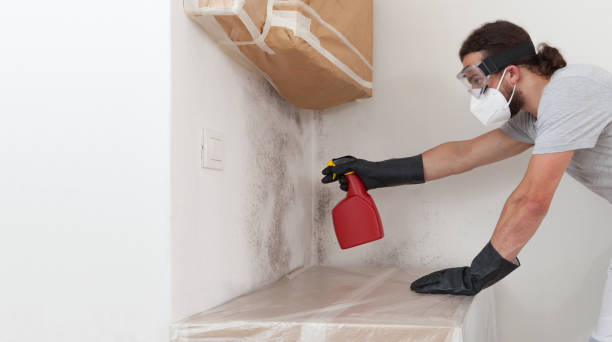 Professional Basement Mold Removal technician working in Haledon, NJ