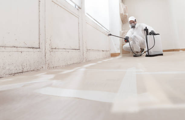24/7 Emergency Basement Mold Removal experts in Haledon, NJ