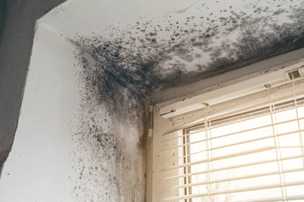 Affordable Basement Mold Removal solutions in Haledon, NJ